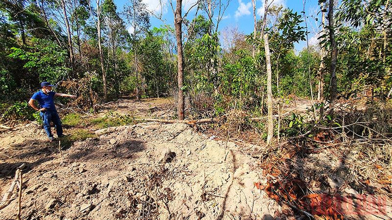 Lực lượng bảo vệ rừng… phá rừng?! -0