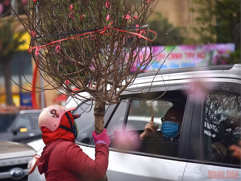 Hà Nội sôi động thị trường đào, quất ngày 28 Tết -0