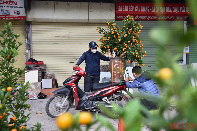 Quất bon-sai trong chum, bình vẫn là sự lựa chọn yêu thích của người dân. (Ảnh: Minh Duy) Hà Nội sôi động thị trường đào, quất ngày 28 Tết -0