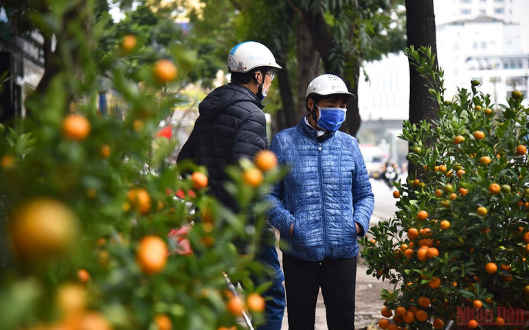 Người dân đã có thể dễ dàng lựa chọn cho gia đình những chậu quất ưng ý, vừa túi tiền nhờ quyết định "xả hàng" của các tiểu thương. (Ảnh: Minh Duy) Hà Nội sôi động thị trường đào, quất ngày 28 Tết -0