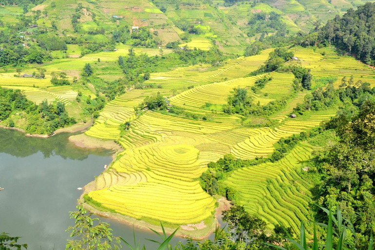 Mùa vàng trên rẻo cao -1