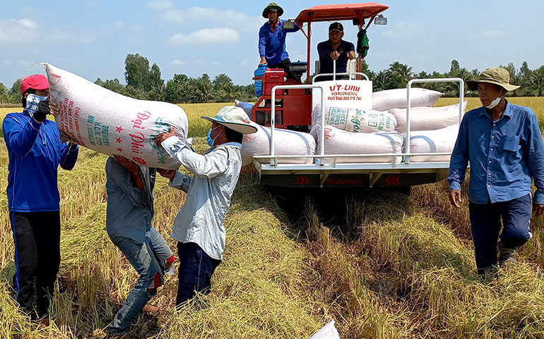 Bảo đảm lợi nhuận cho người trồng lúa -0