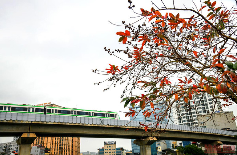 Hà Nội đẹp nao lòng mùa lá rụng tháng 3 -0