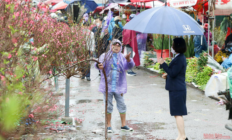 28 tháng Chạp: Hà Nội mưa rét, người bán đào, quất chán nản chở cây về vườn -0