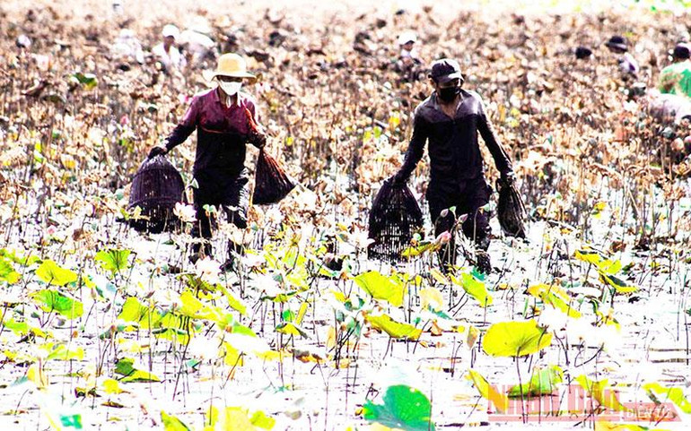 Độc đáo lễ hội phá trằm bắt cá ở Quảng Trị -0