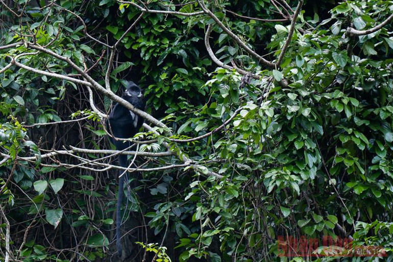 Quảng Bình nỗ lực hút khách trở lại kỳ quan -1