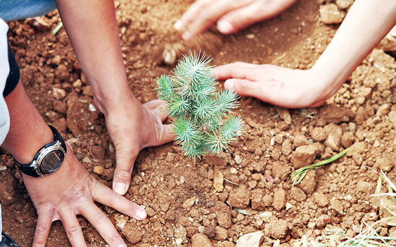 Làm giàu rừng cho muôn đời sau -0