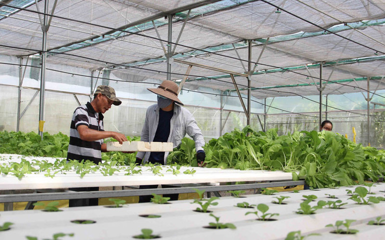 Cùng người dân trồng rau trên smartphone -0