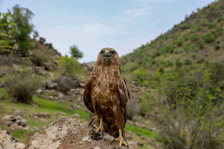 Những bức ảnh ấn tượng về động vật hoang dã trong tuần -0