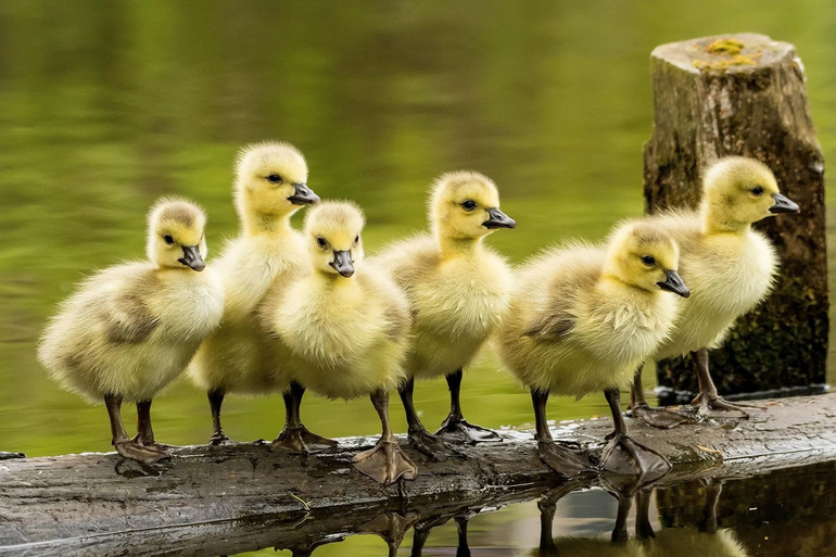 Những bức ảnh ấn tượng về động vật hoang dã trong tuần -0