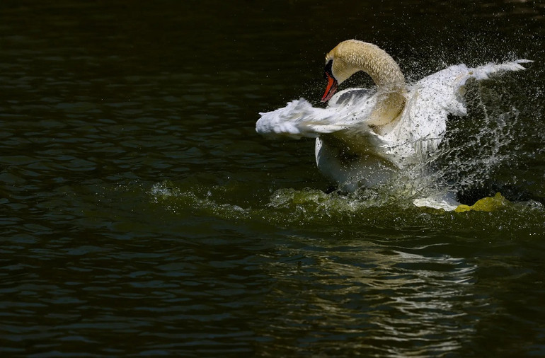 Những bức ảnh ấn tượng về động vật hoang dã trong tuần -0