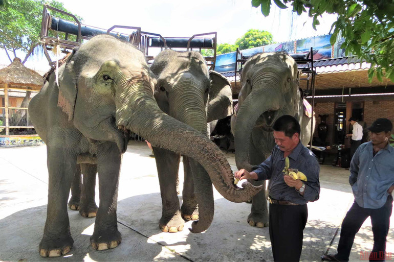 Ông Đàn Năng Long bên đàn voi của mình. “Vua voi” Tây Nguyên đưa voi về với rừng -0