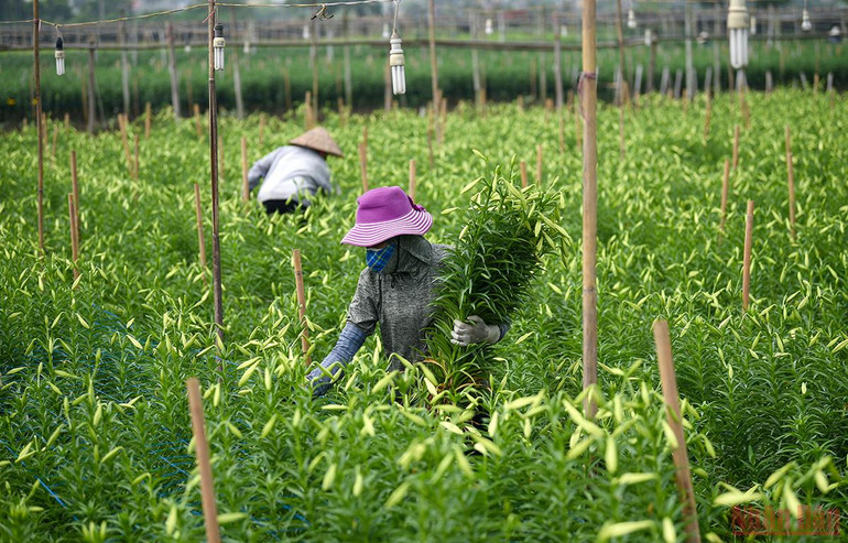 Tháng tư mùa hoa loa kèn tinh khôi xuống phố Hà Nội -0