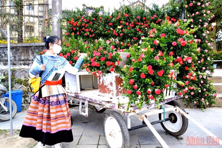 Khai hội “Vũ điệu cao nguyên trắng Bắc Hà” -0