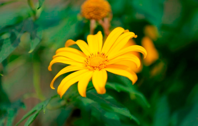 Dã quỳ “nhuộm” vàng khắp núi rừng Tây Bắc -0