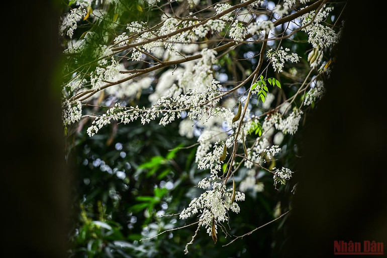 Hà Nội rực rỡ mùa hoa tháng 3 -0