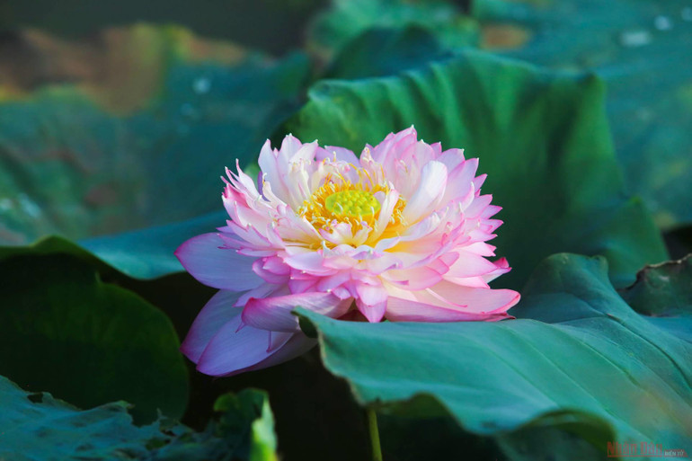 10_hoa_sen_ha_noi-1625144249905.jpeg