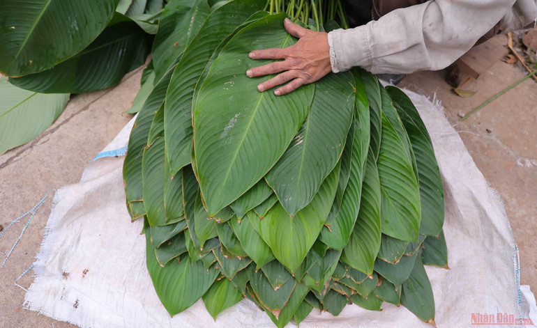 Ghé làng lá dong Tràng Cát dịp cuối năm -1