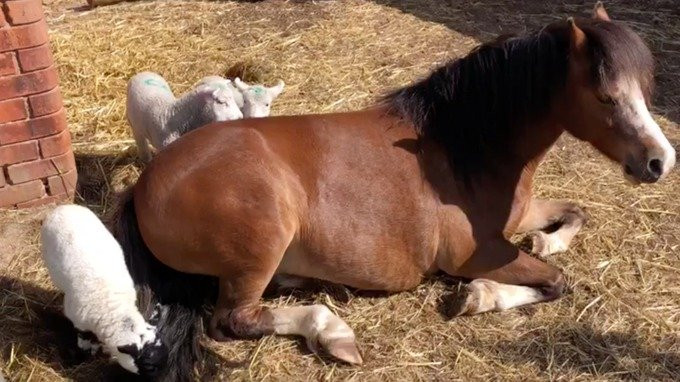 Hình ảnh hiếm thấy: Ngựa cái nuôi ba con cừu mồ côi ảnh 1 Hình ảnh hiếm thấy: Ngựa cái nuôi ba con cừu mồ côi ảnh 1