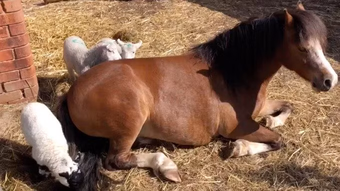 Hình ảnh hiếm thấy: Ngựa cái nuôi ba con cừu mồ côi ảnh 1