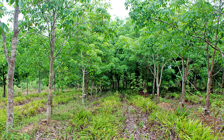 Thành công từ ý chí kiên cường -0