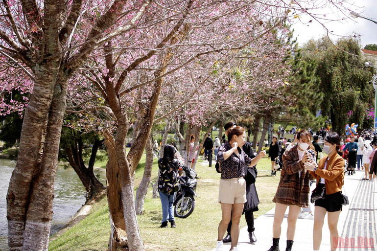 Đà Lạt nồng nàn sắc xuân -0