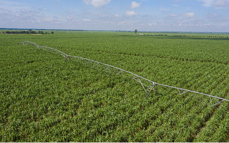 ﻿Được mùa được giá, người trồng mía Tây Ninh “thắng lợi kép” -0