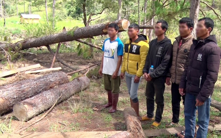 Khởi tố một bị can và triệu tập nhiều đối tượng liên quan vụ phá rừng phòng hộ -0