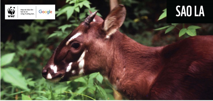 Với việc ra mắt chiến dịch cũng như mô hình AR 3D của Sao la, Google và WWF-Việt Nam hy vọng sẽ mang Sao la tới gần công chúng hơn. Sao la trở thành loài động vật quý hiếm đầu tiên của Việt Nam được Google số hóa AR 3D -0