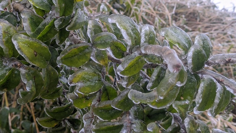 Đỉnh Phja Oắc (Cao Bằng) âm 6 độ C, băng phủ trắng núi rừng -1