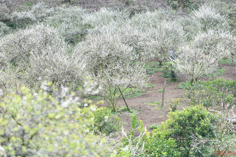 Ngất ngây mùa hoa mận trắng ở Mu Náu, Mộc Châu -0