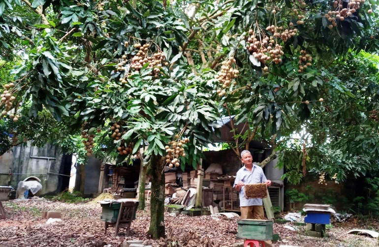 Dưới tán nhãn, người dân nuôi ong lấy mật. img- 0042.jpg -0