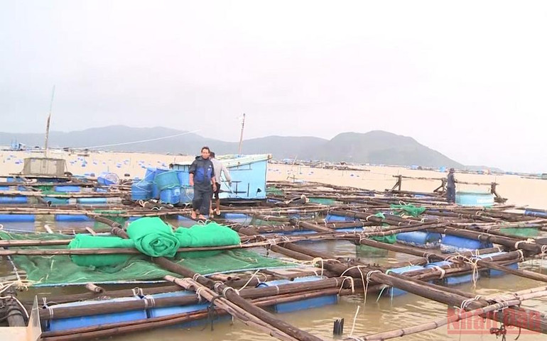 Tôm hùm chết, ước thiệt hại hơn một tỷ đồng -0