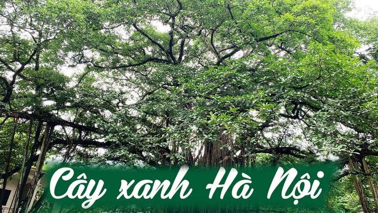 Cây xanh Hà Nội -0