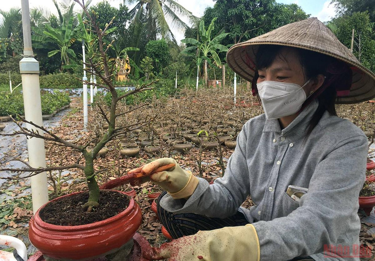 Làng hoa, cây cảnh Bến Tre tất bật sản xuất phục vụ thị trường Tết -0