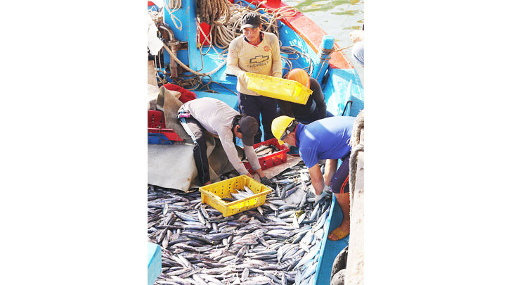 Nhộn nhịp cảng cá Đông Tác -0