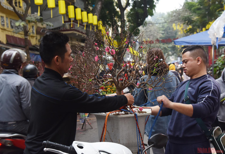 Rực rỡ chợ hoa Tết Hàng Lược -2