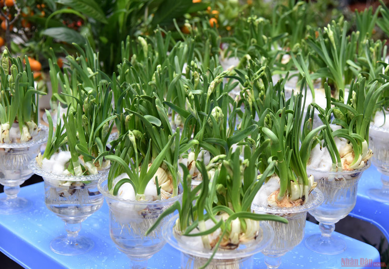  Rực rỡ chợ hoa Tết Hàng Lược -1