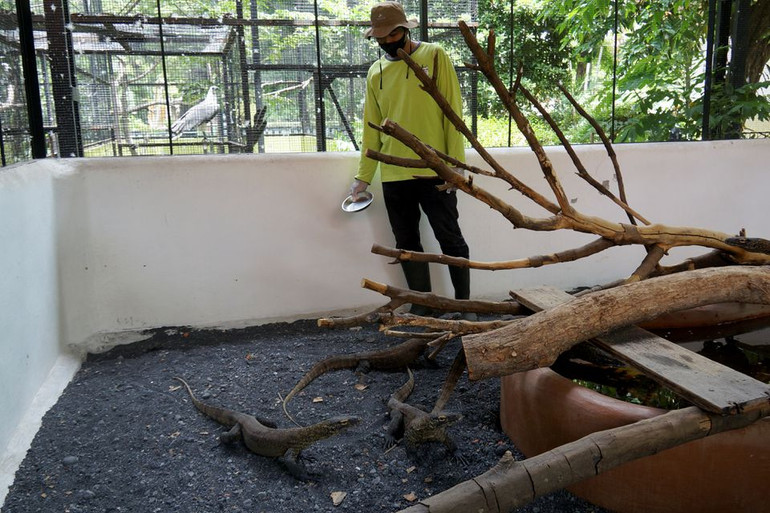 Nhân viên vườn thú đang chăm sóc những con rồng Komodo non. Ảnh: Reuters. Indonesia nhân giống rồng Komodo để tránh nguy cơ tuyệt chủng -0