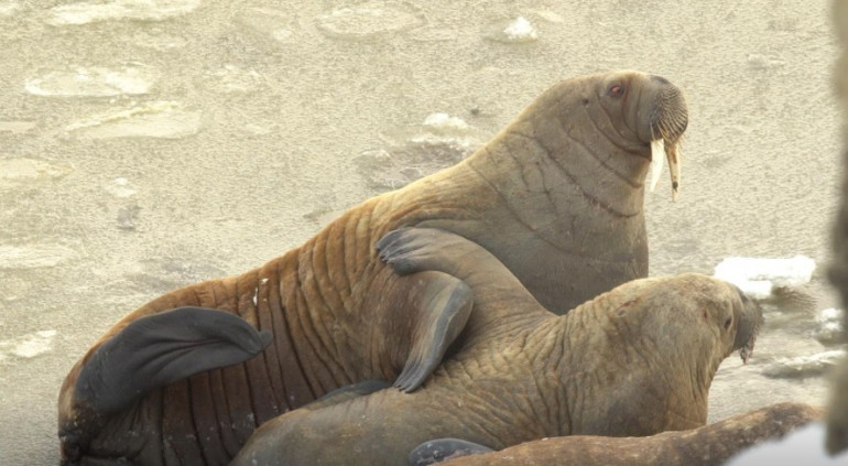 Nga phát hiện quần thể hải mã khổng lồ ở vòng Bắc Cực -0