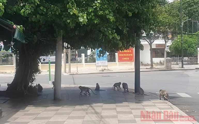 Sau 3 ngày giãn cách, khỉ, sóc tung tăng trên đường phố Vũng Tàu -2