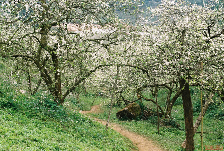 Ngất ngây mùa hoa mận trắng ở Mu Náu, Mộc Châu -5