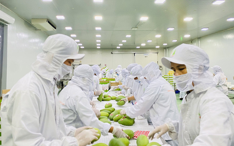 Chặn đà sụt giảm xuất khẩu trái cây -0