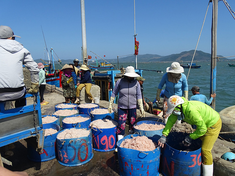 Ngư dân thị xã Sông Cầu được mùa ruốc biển ảnh 1 Ngư dân thị xã Sông Cầu được mùa ruốc biển -0