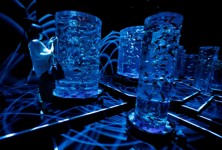 Huyền bí sắc màu Art Aquarium ở thủ đô Tokyo -0