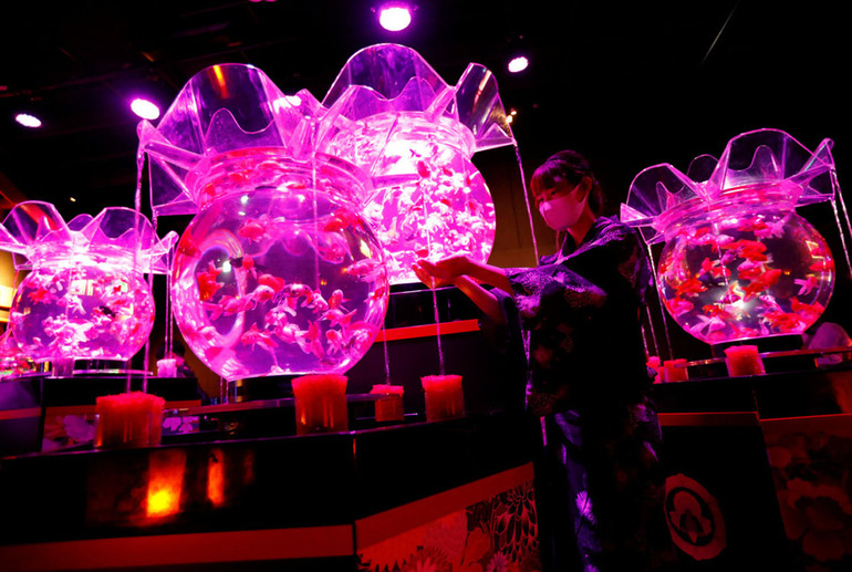 Huyền bí sắc màu Art Aquarium ở thủ đô Tokyo -1