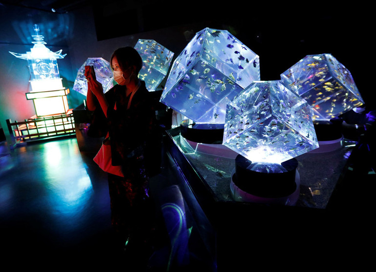 Huyền bí sắc màu Art Aquarium ở thủ đô Tokyo -2