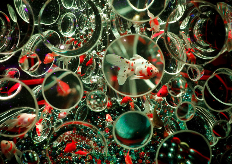 Huyền bí sắc màu Art Aquarium ở thủ đô Tokyo -0