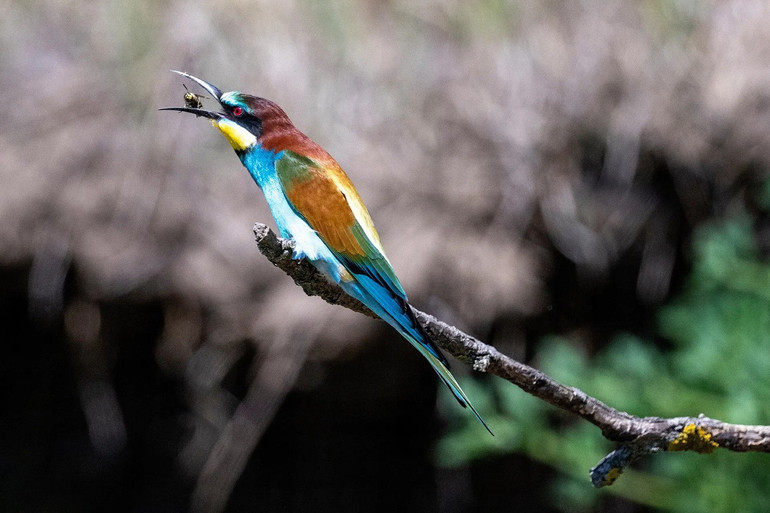 Những bức ảnh ấn tượng về động vật hoang dã trong tuần -0