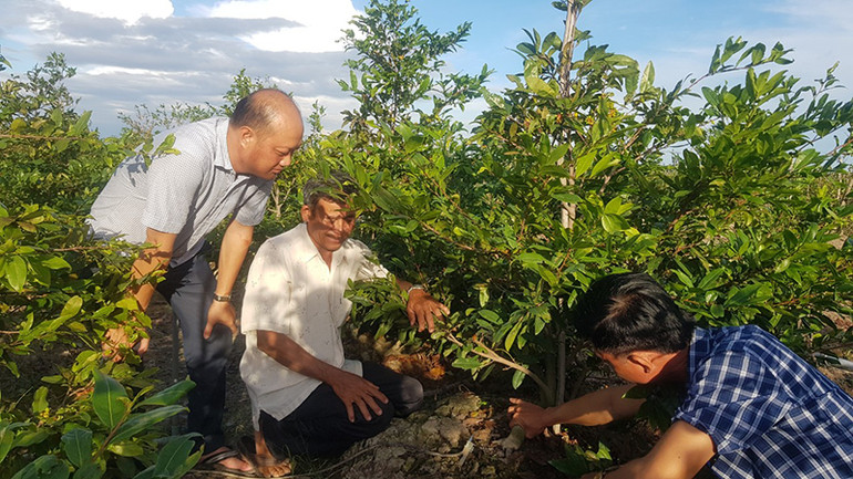 Làng mai vàng Tân Tây vào Tết -0